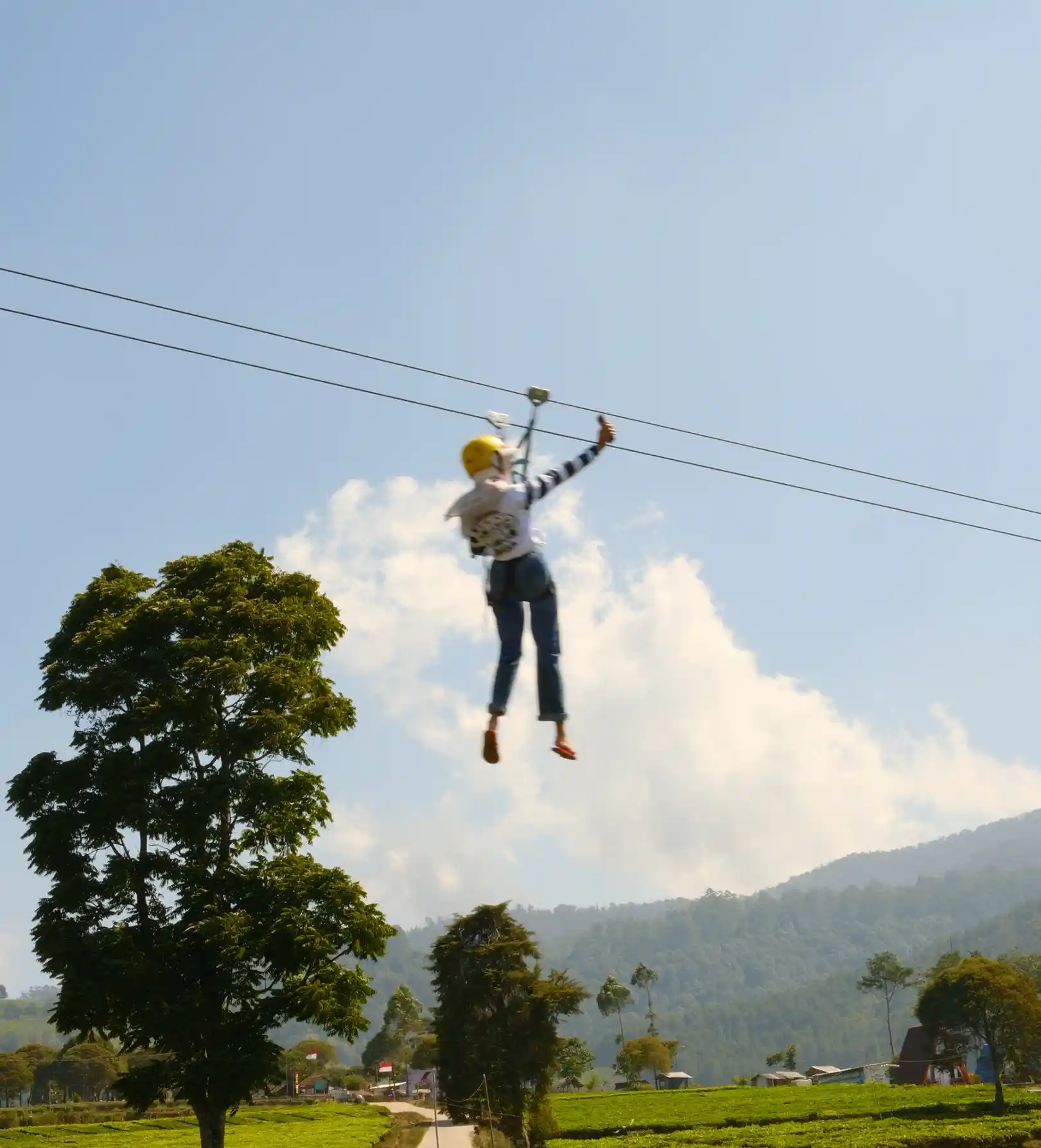 Flyingfox
